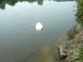 Napadla ma labut! a ze mierumilovne ziveratko...:( Napadla ma labut! a ze mierumilovne ziveratko...:(