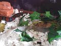 Dulcie Shedding