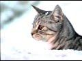 Reklama whiskas