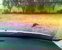 THIS IS ONE BRAVE BIRD!!! PART 2!!!