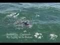 How to Catch Huge Black Sea Bass -Saltwater Sea Bass Fishing