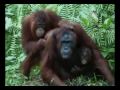 Orang Utan Republik Education Initiative-volume 1 - part 1 (English)