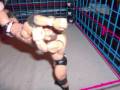 XHW ROYAL RUMBLE