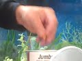 insane puffer fish