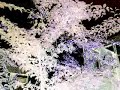 my-psychadelic-garden.html