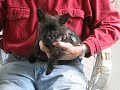 Cairn Rescue USA puppy, \"Lexie\" Cairn Rescue USA puppy, \"Lexie\"