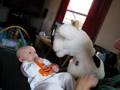 Dylan and the cow