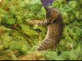 Tazz the Kitten Discovers Wool
