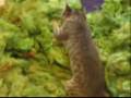 Tazz the Kitten Discovers Wool
