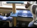 Our kittens