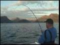 Norwegian Coalfish on the fly