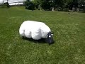 robot sheep at cmu