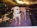 in loving memory of my big boy hanibal in loving memory of my big boy hanibal