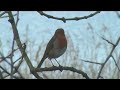 A Robin Singing A Robin Singing