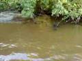 safari in Venezuela Los Llanos part 1 - YouTube
