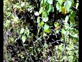 Mariposa Monarca Sierra Chincua Angangueo Michoacan 3
