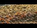 Videoclip Nicu Alifantis Cantec pentru ea [Invocatie]