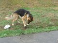 Celyn, our German Shepherd goes nuts over a stone Celyn, our German Shepherd goes nuts over a stone