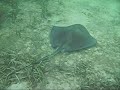 Dive Guana Pier Sting Ray Dive Guana Pier Sting Ray