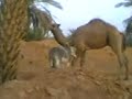 حيونات