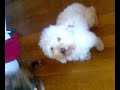 chien anti cindy sanders