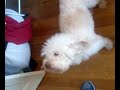 chien anti cindy sanders