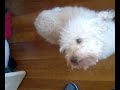 chien anti cindy sanders