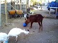 Mad feeding time turkeys, pigs, you name it !!