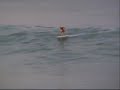 RC SURFER RC SURFER
