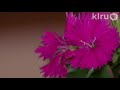 John Dromgoole plants dianthus: Central Texas Gardener John Dromgoole plants dianthus: Central Texas Gardener
