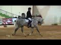 PURE PRE ANDALUCIAN STALLION - Clasical Dressage