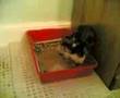 Crazy-kitten-pt-1