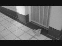 The Mad Scientist - Paper Bag of Feces Experiment