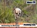 Demining in Malanje / Angola