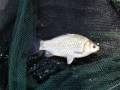 videos de Carp Fishing in 2008 Part VII