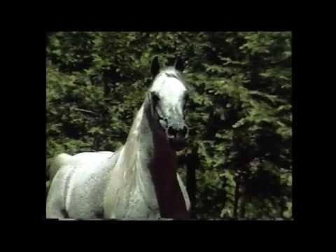 <b>Description: </b>EL HADIYYAH (*Ansata Ibn Halima++ x Ansata Jellabia by Ansata Ibn Sudan)<br/><b>Copyright: </b>Vanishing Oaks Arabians