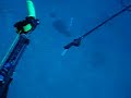 barracuda mutton snapper double