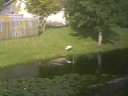Moor hens and stork July 29 2008