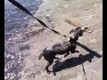 Rockys first swim