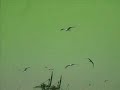 TiReBoLu karadenizin en g�zel yeri giresun g�rele bulancak