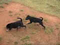 puppies playing outside