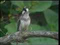 Click here to watch this video 「野鳥百景」~ヤマセミ~