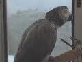 Говорящий попугай!