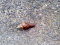 Snail