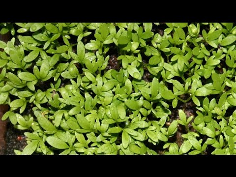 how to get more vitamin k in your diet