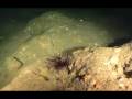 videos de Warren Diver - Capo Caccia, Grotta di Falco