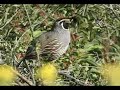 California Quail Male Sentry - 4/08 California Quail Male Sentry - 4/08