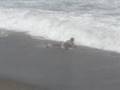 Skimboard pantaleta
