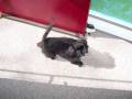 videos de Baby