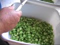 Vegetable Garden -- Cutting your Okra
